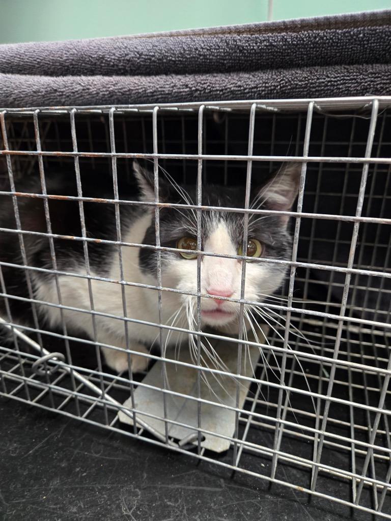 Enlarge Rigby, a Adoptable mixed breed in Detroit, MI image 4/4