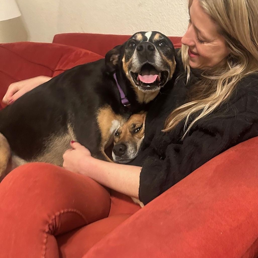 Bailey, a Adoptable mixed breed in Austin, TX image 1/6