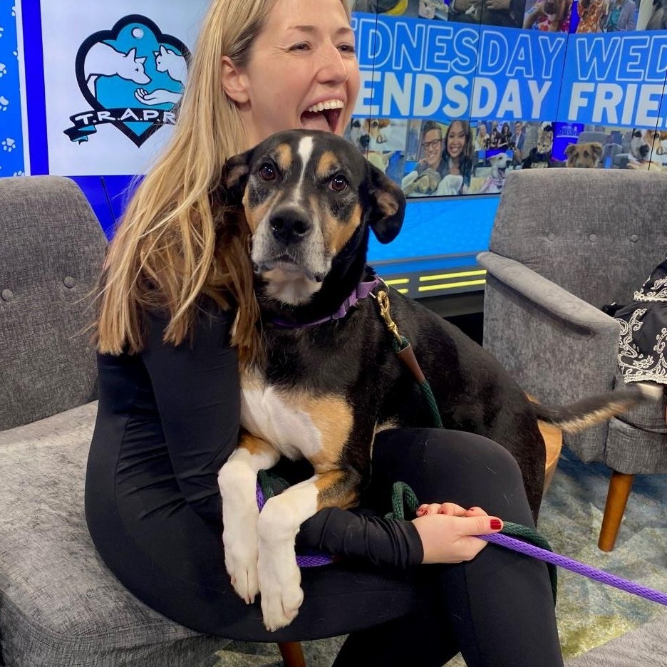 Bailey, a Adoptable mixed breed in Austin, TX image 3/6