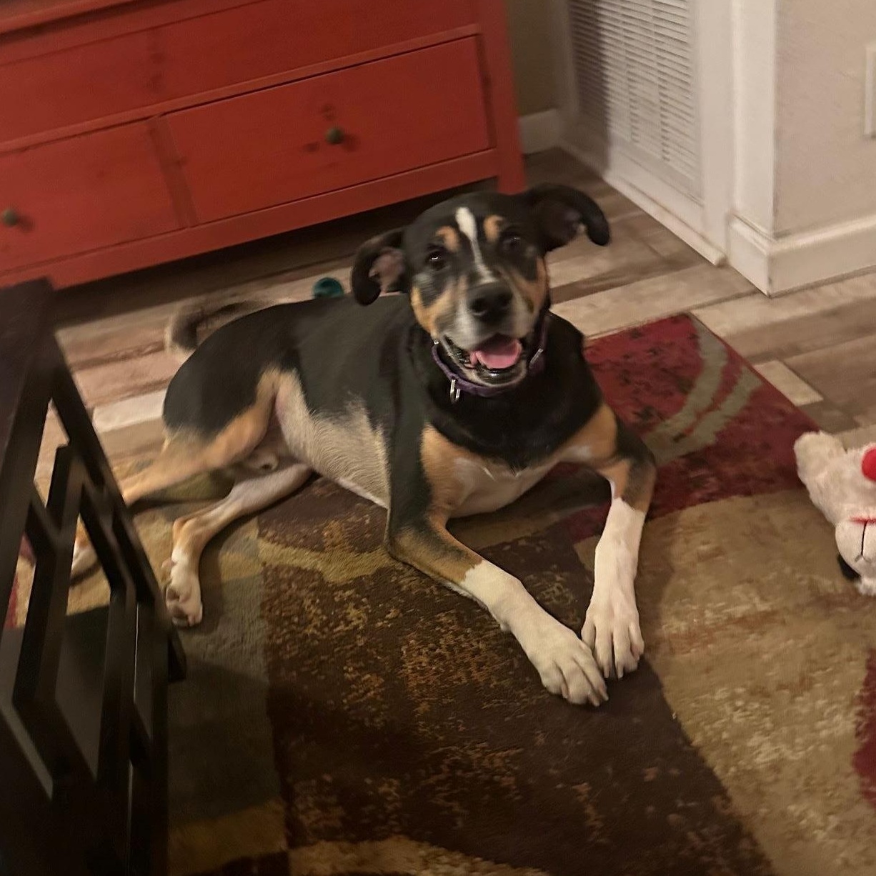 Bailey, a Adoptable mixed breed in Austin, TX image 2/6