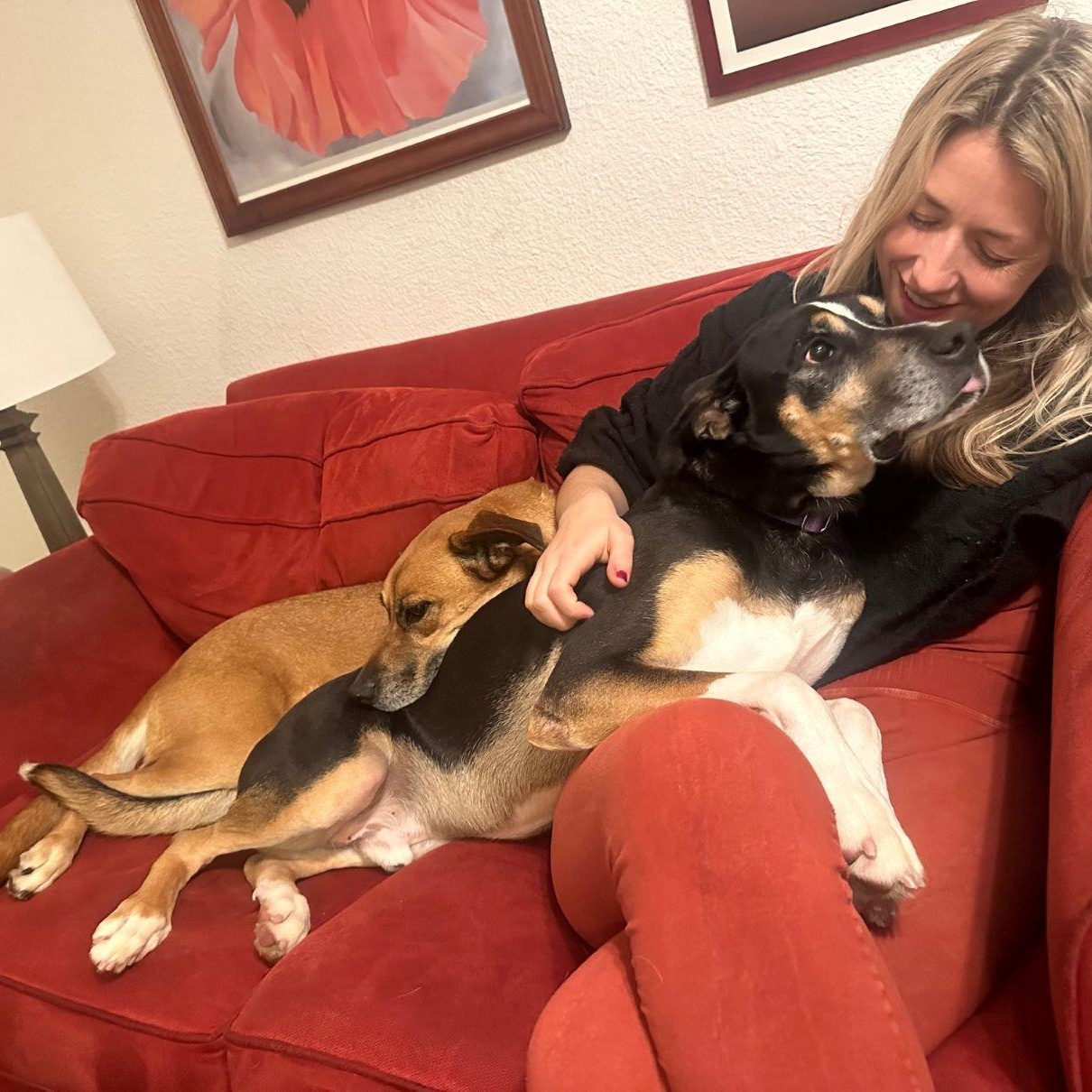 Bailey, a Adoptable mixed breed in Austin, TX image 5/6