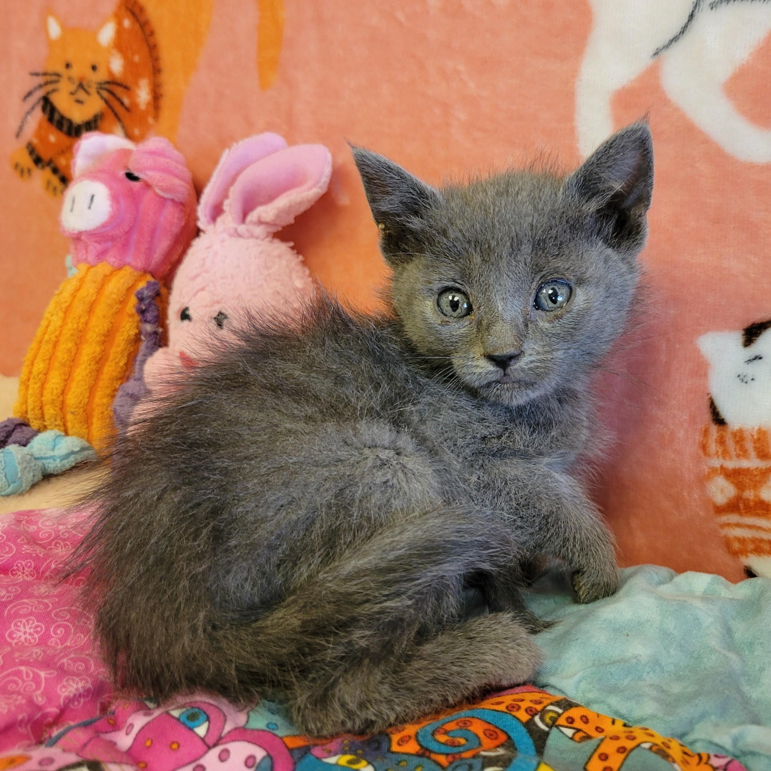 Enlarge Rue, a ADOPTABLE mixed breed in ALPINE, TX image 1/3