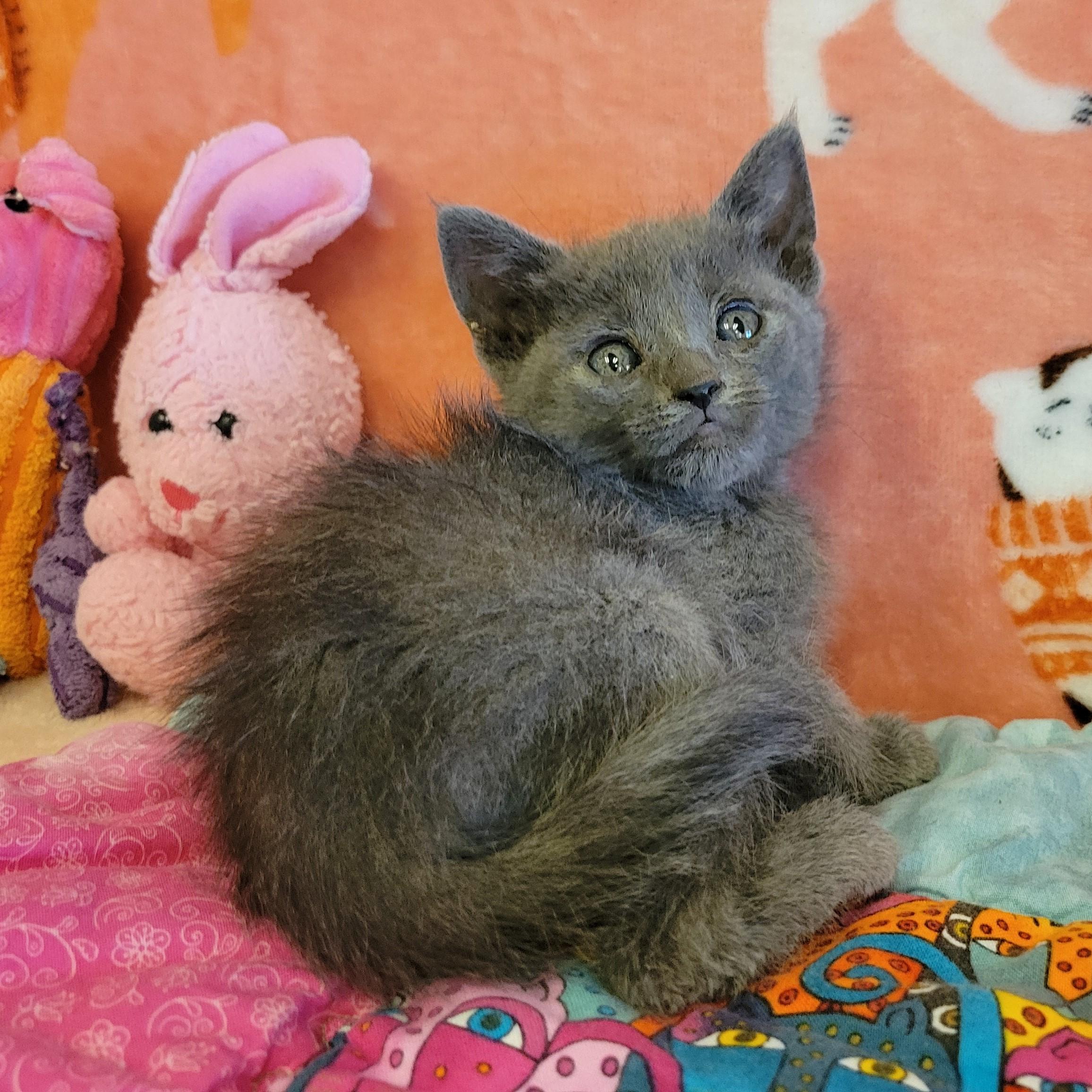 Enlarge Rue, a ADOPTABLE mixed breed in ALPINE, TX image 2/3