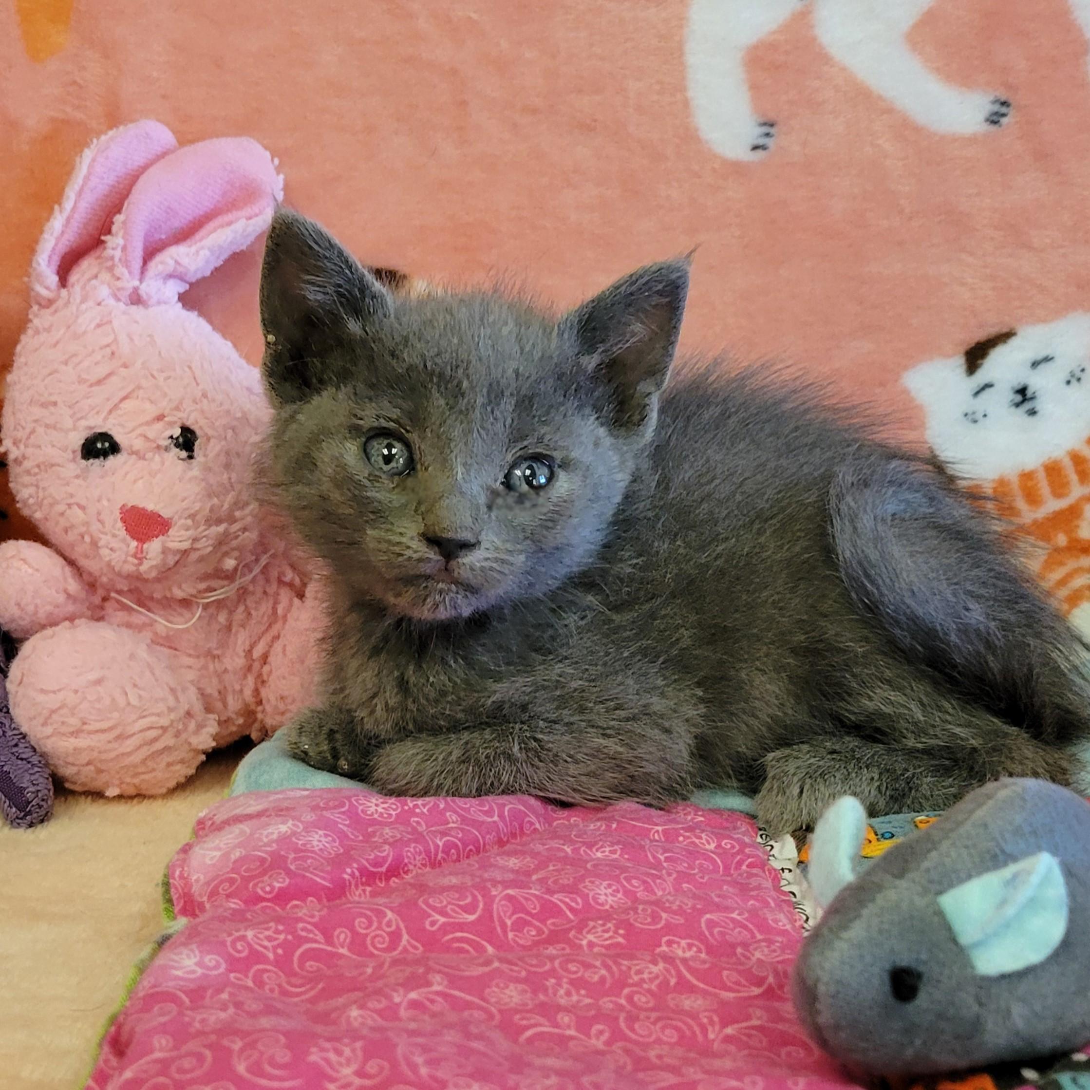 Enlarge Rue, a ADOPTABLE mixed breed in ALPINE, TX image 3/3