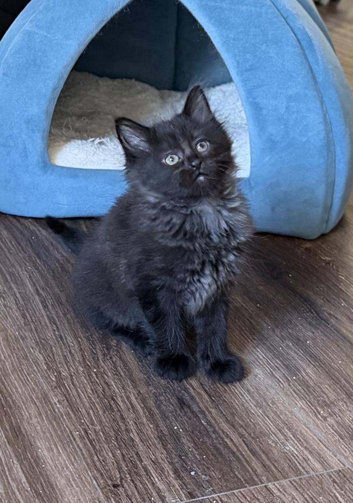 Rascal, Adoptable, Kitten Male Domestic Long Hair.