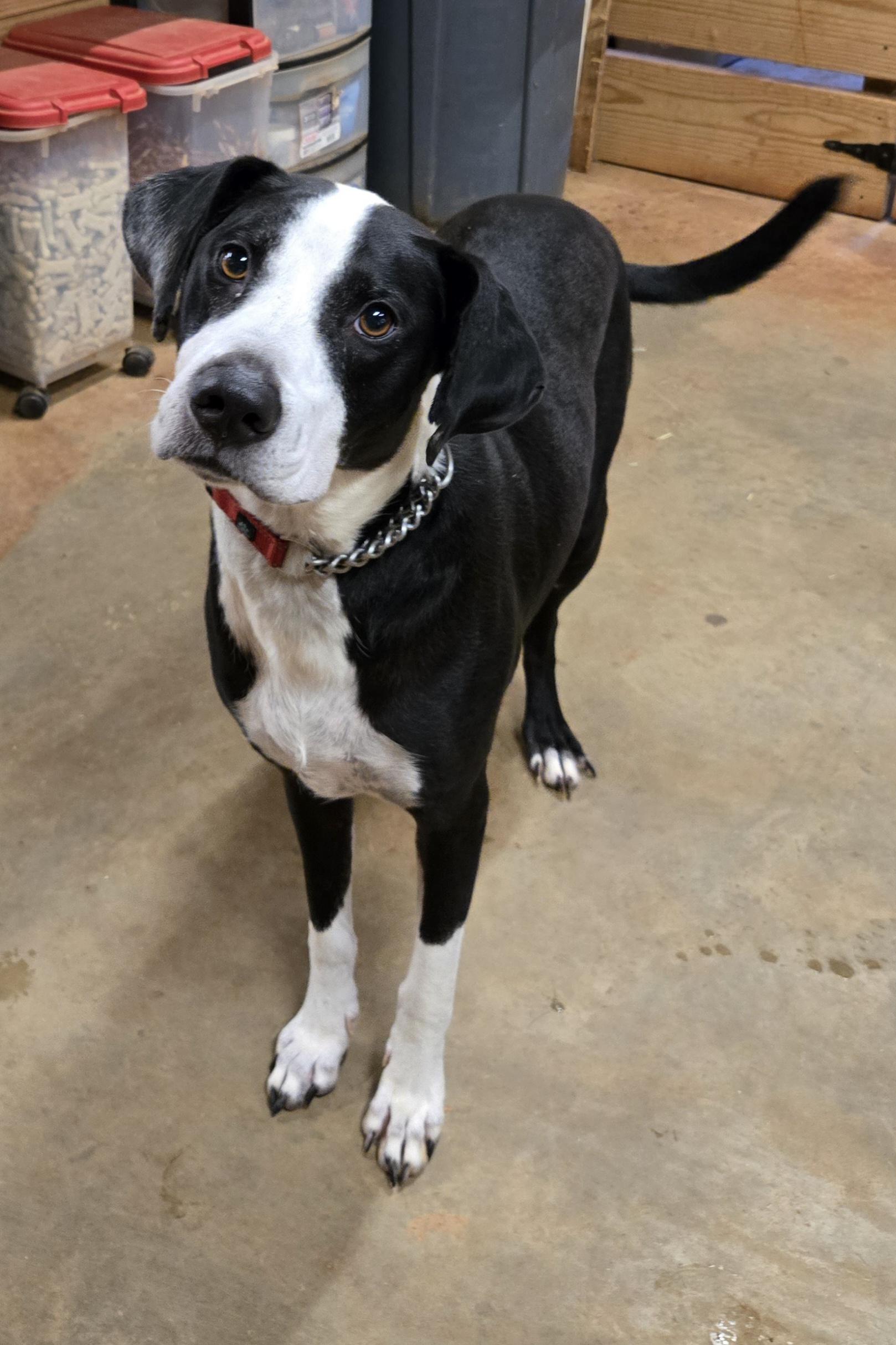 Enlarge Jaxson, a Adoptable mixed breed in Abbeville, SC image 3/4