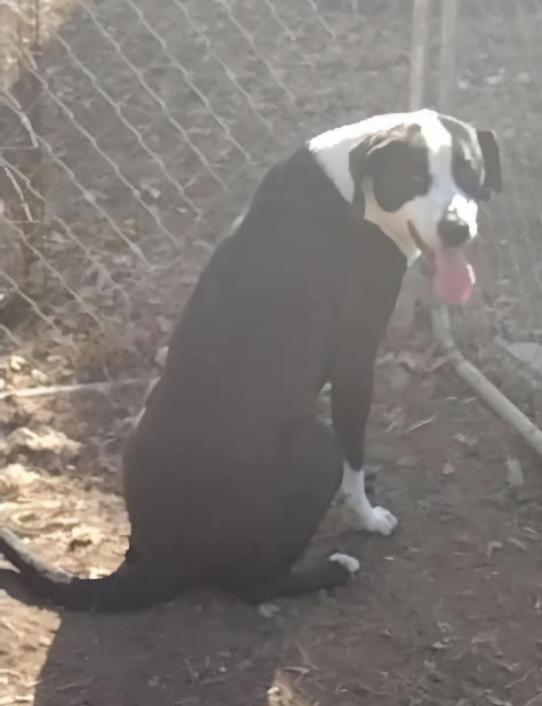 Jaxson, a Adoptable mixed breed in Abbeville, SC image 2/5