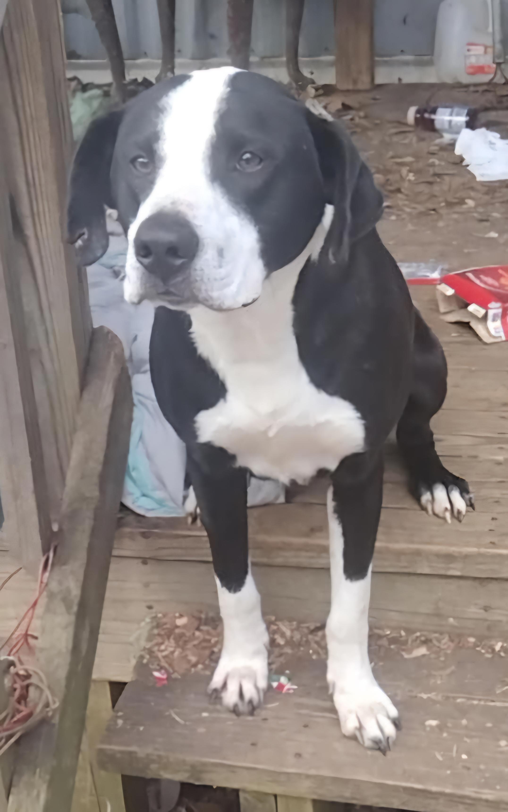 Jaxson, Adoptable, Young Male Pointer & Labrador Retriever.