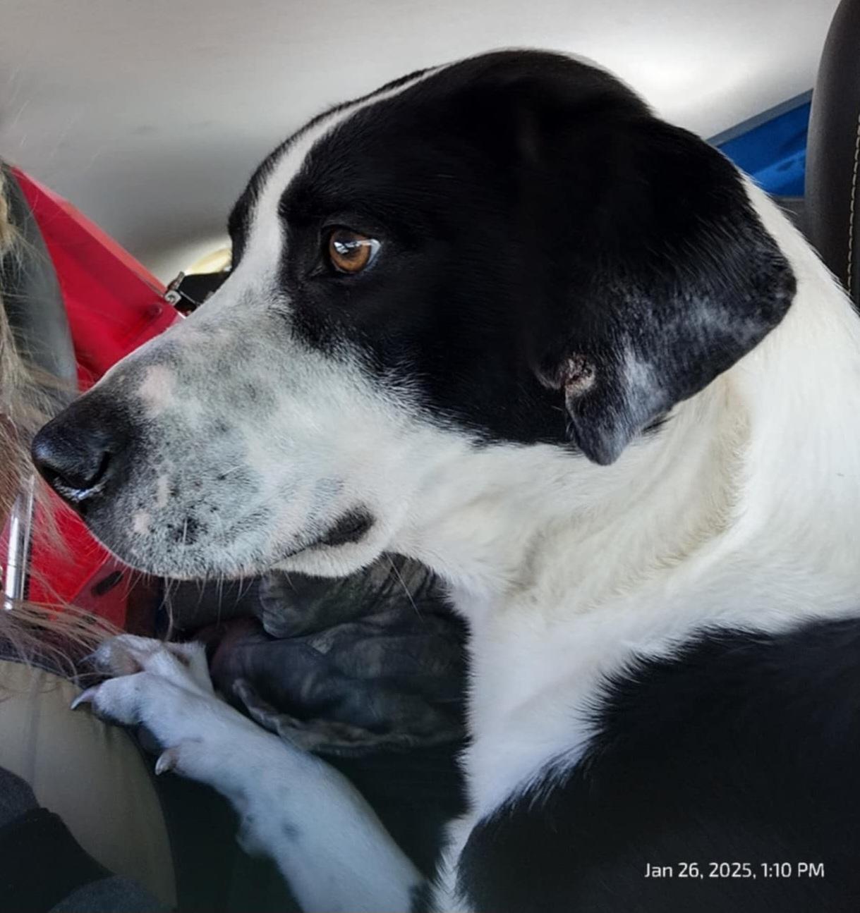 Jaxson, Adoptable, Young Male Pointer & Labrador Retriever.