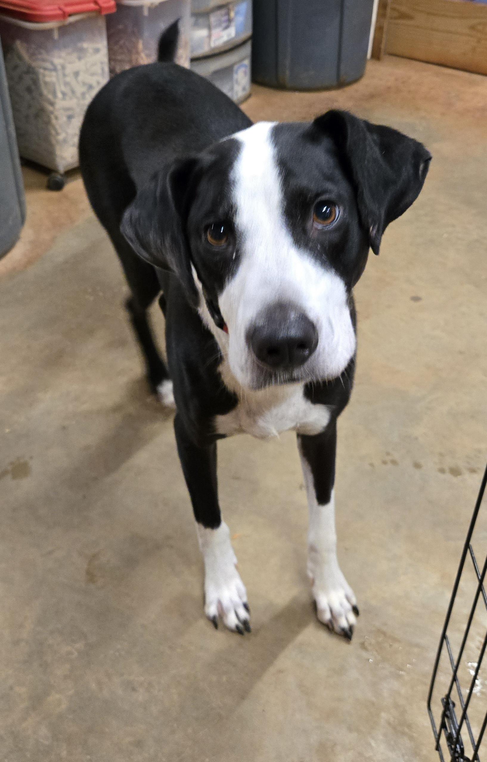 Enlarge Jaxson, a Adoptable mixed breed in Abbeville, SC image 4/4