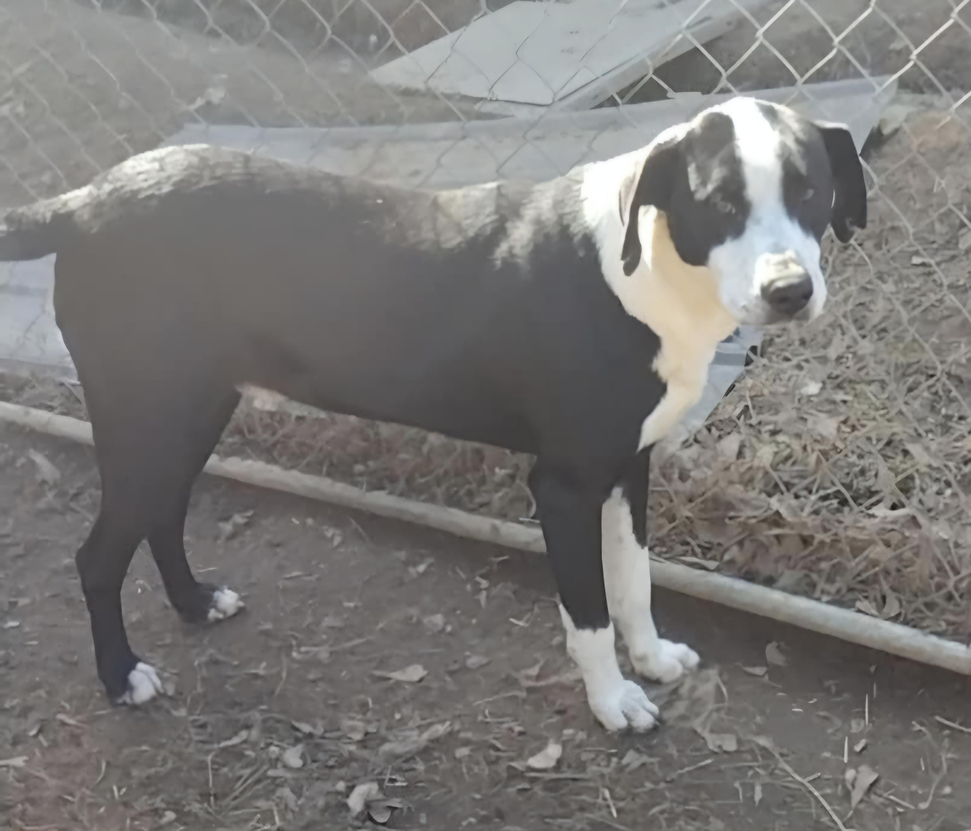 Jaxson, a Adoptable mixed breed in Abbeville, SC image 4/5