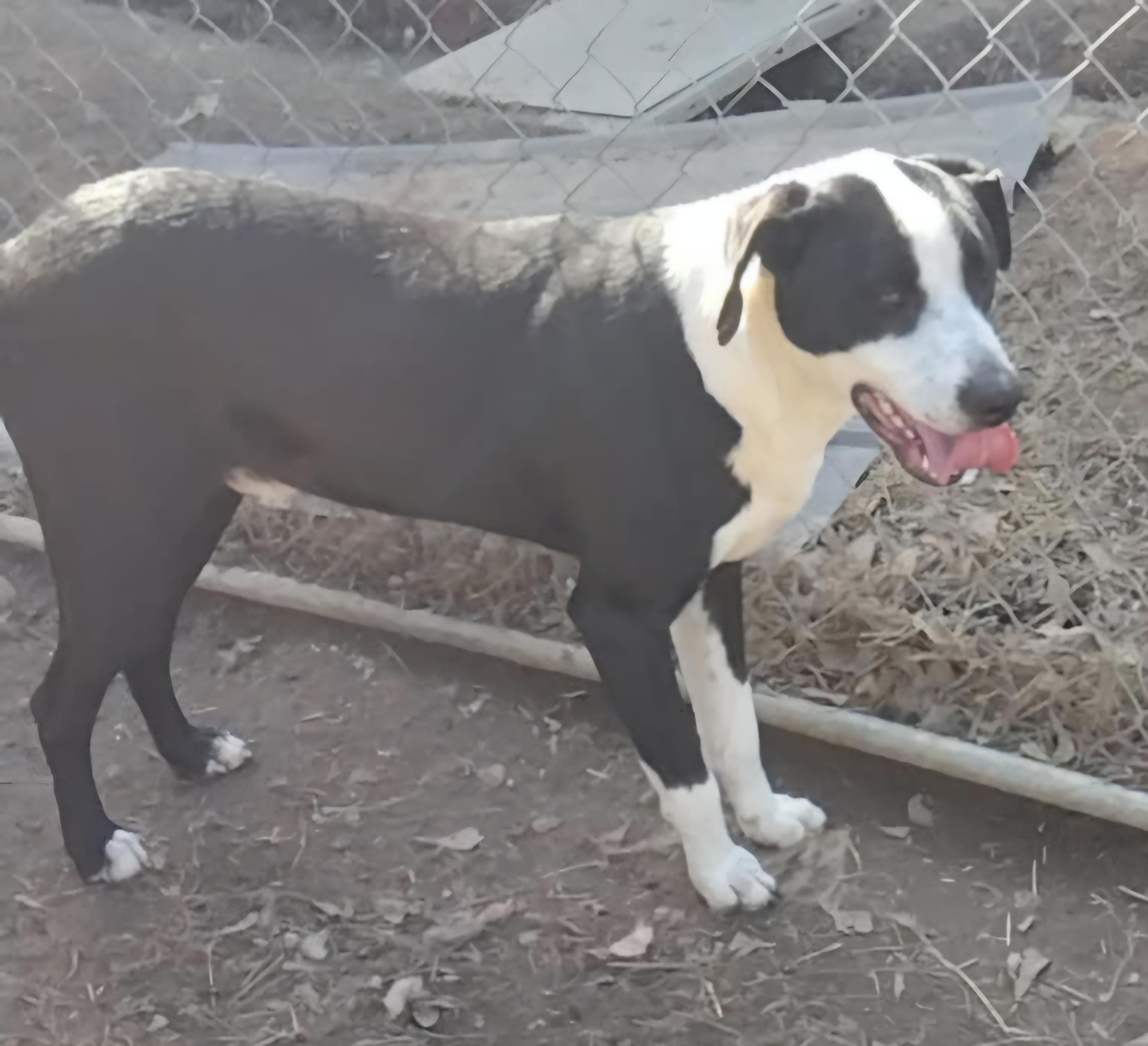 Jaxson, a Adoptable mixed breed in Abbeville, SC image 5/5