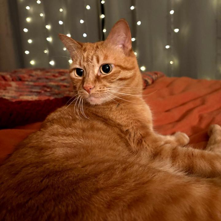 Tiger Lily, Adoptable, Adult Female Domestic Short Hair.
