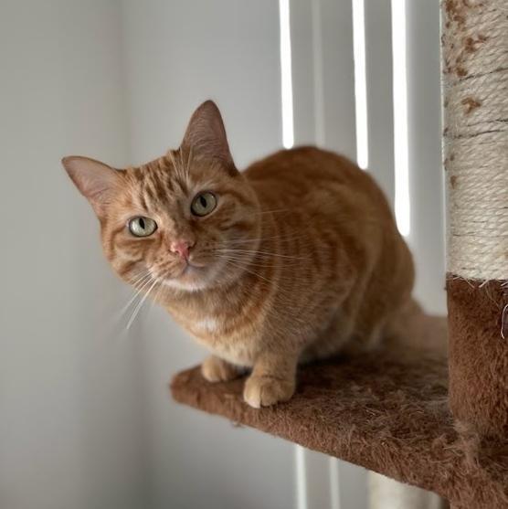 Tiger Lily, a Adoptable Domestic Short Hair in Redlands, CA image 2/6