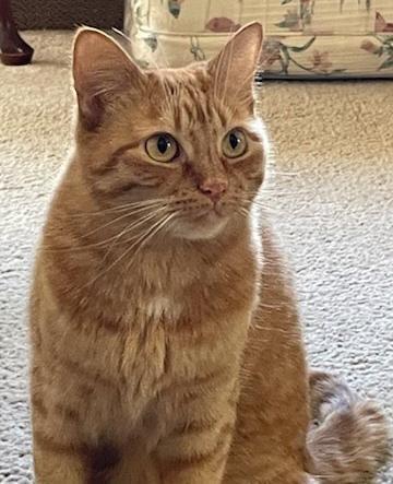 Tiger Lily, a Adoptable Domestic Short Hair in Redlands, CA image 3/6