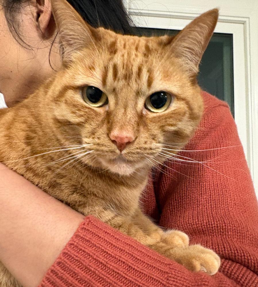 Tiger Lily, a Adoptable Domestic Short Hair in Redlands, CA image 5/6