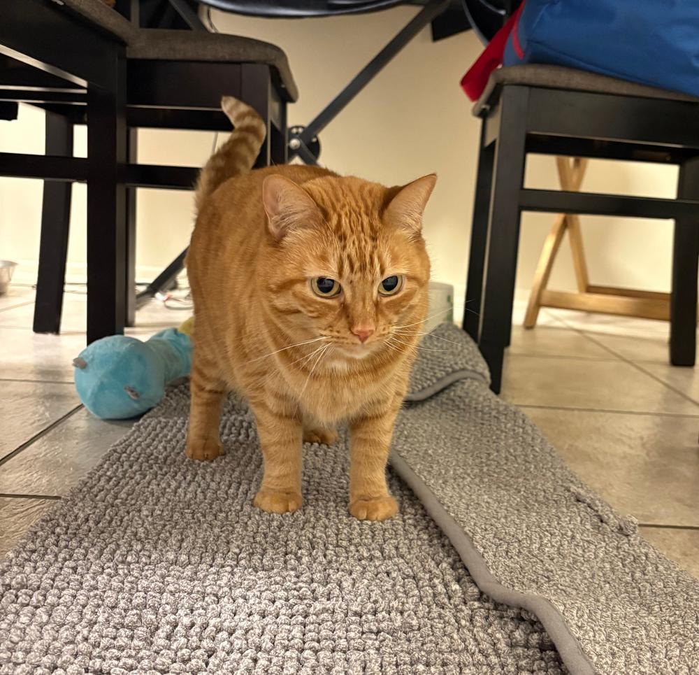 Tiger Lily, a Adoptable Domestic Short Hair in Redlands, CA image 6/6