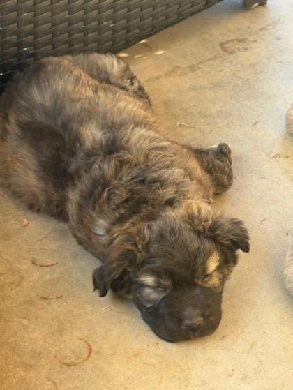 Enlarge Megan 51742, a ADOPTABLE Mixed Breed in Oklahoma City, OK image 1/1