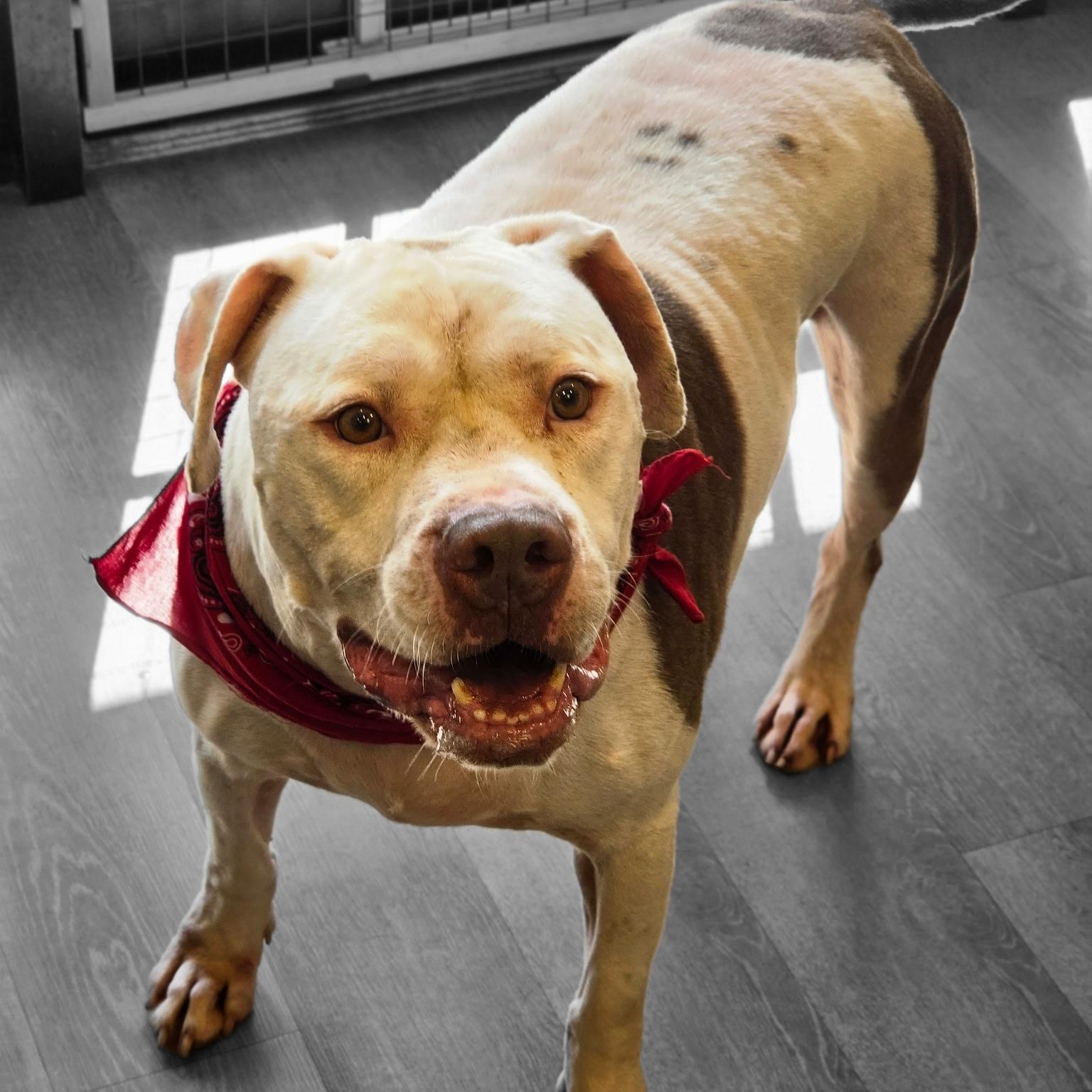 Enlarge Debo, a Adoptable mixed breed in Triadelphia, WV image 1/1