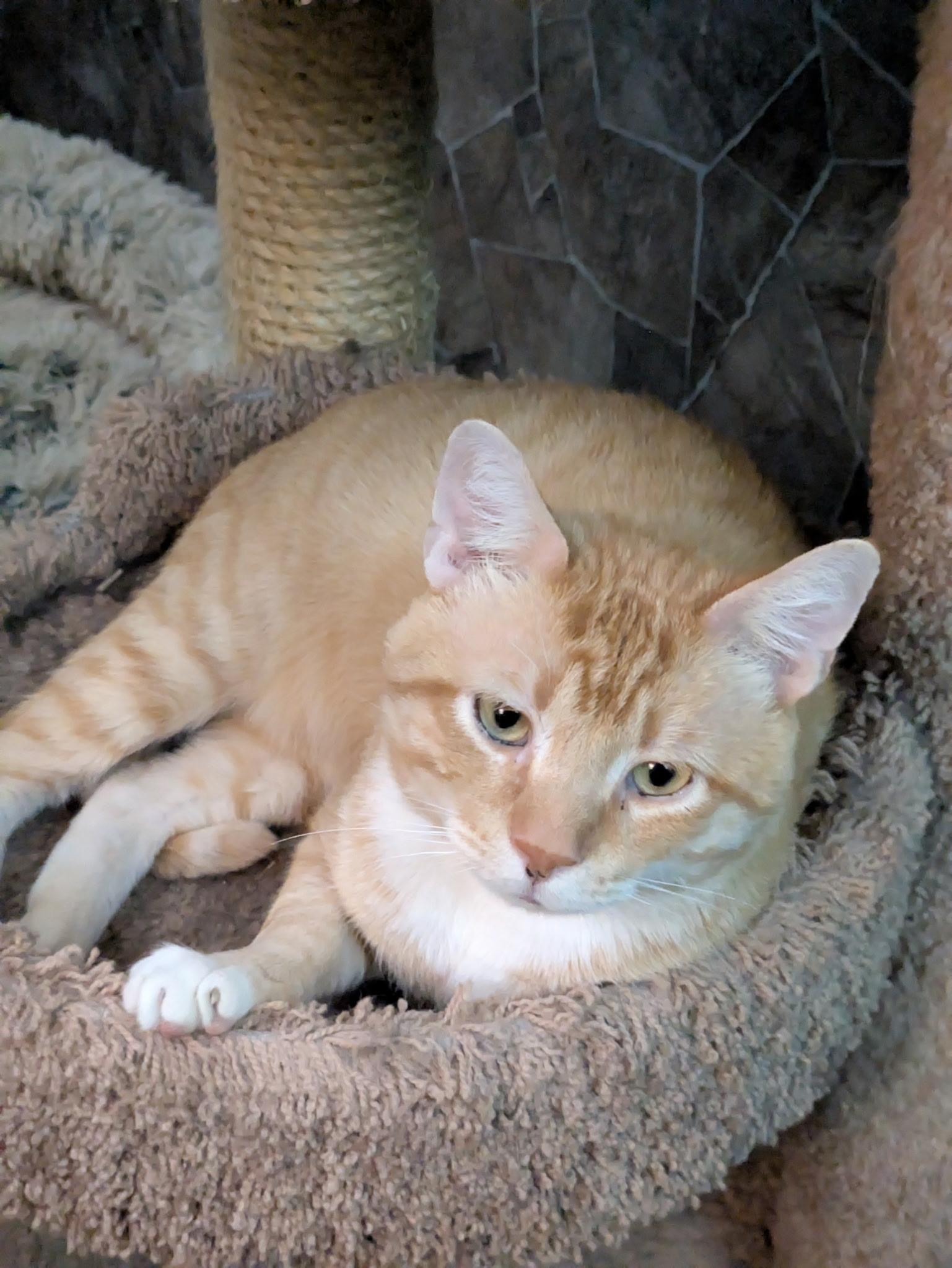 Marcus, a Adoptable Domestic Short Hair in Covington, KY image 4/6