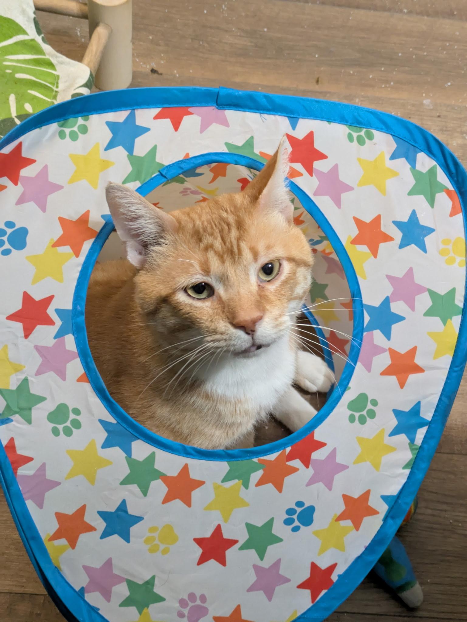 Marcus, a Adoptable Domestic Short Hair in Covington, KY image 2/6