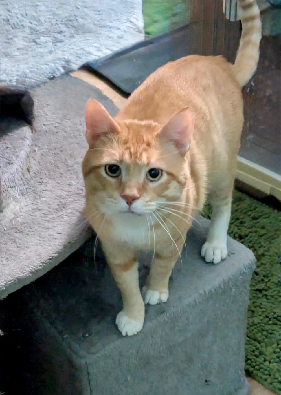 Marcus, a Adoptable Domestic Short Hair in Covington, KY image 5/6