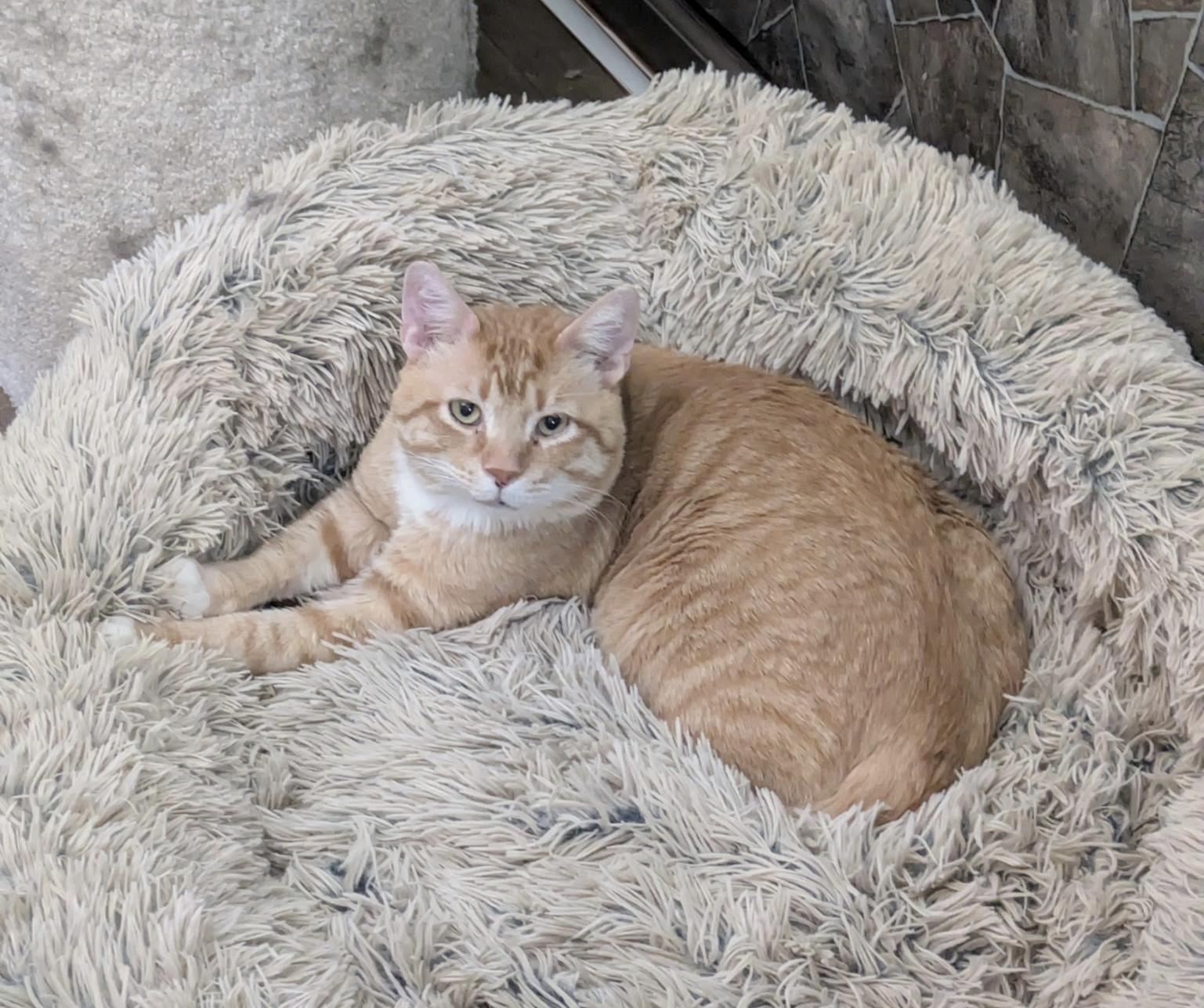 Marcus, a Adoptable Domestic Short Hair in Covington, KY image 1/6