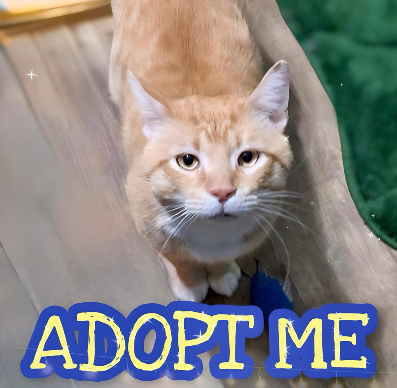 Marcus, a Adoptable Domestic Short Hair in Covington, KY image 3/6
