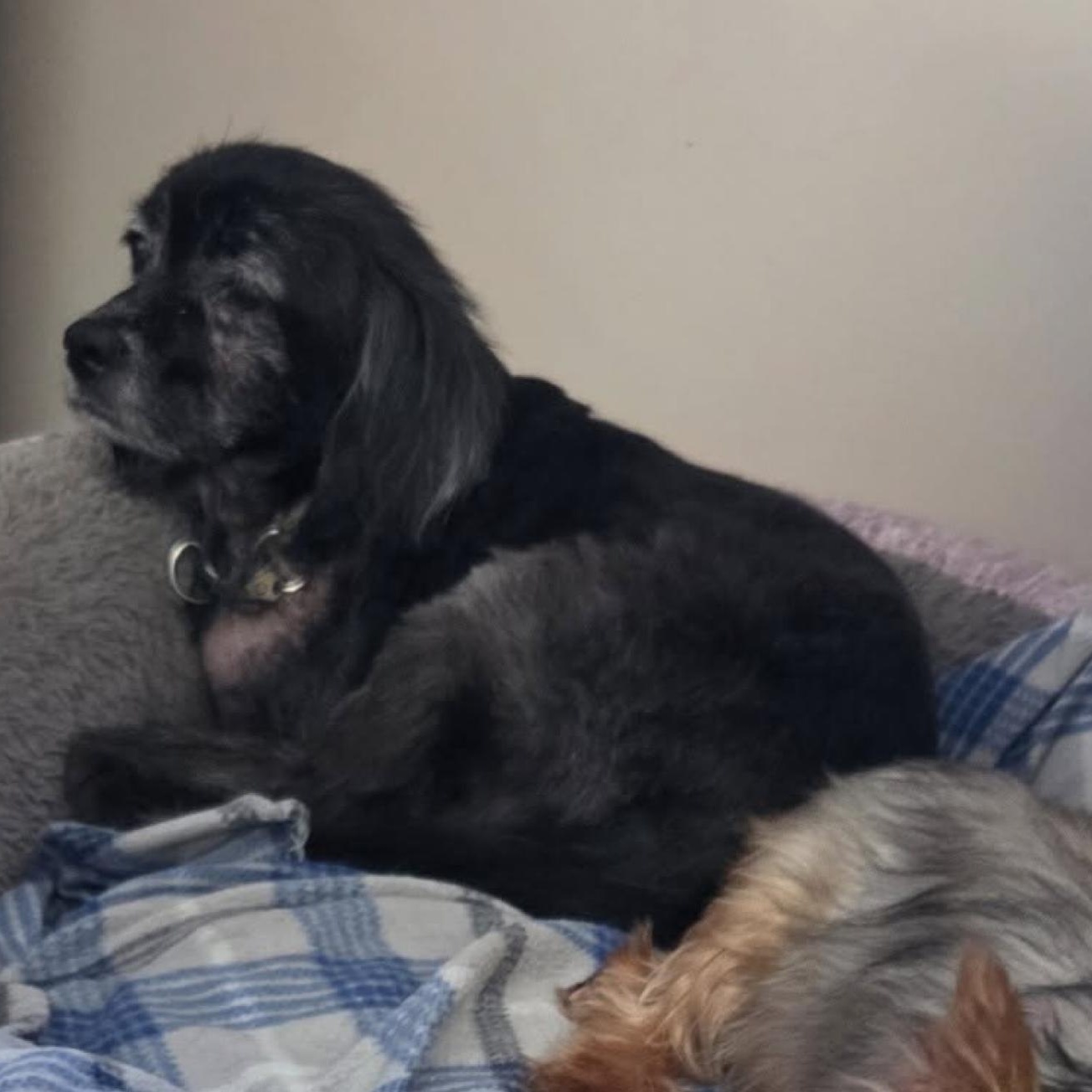 Major, a Adoptable Spaniel in Orange Park, FL image 5/5