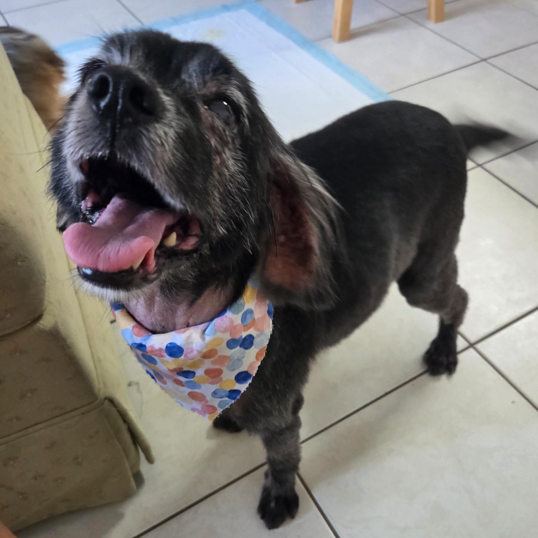 Major, Adoptable, Senior Male Spaniel.