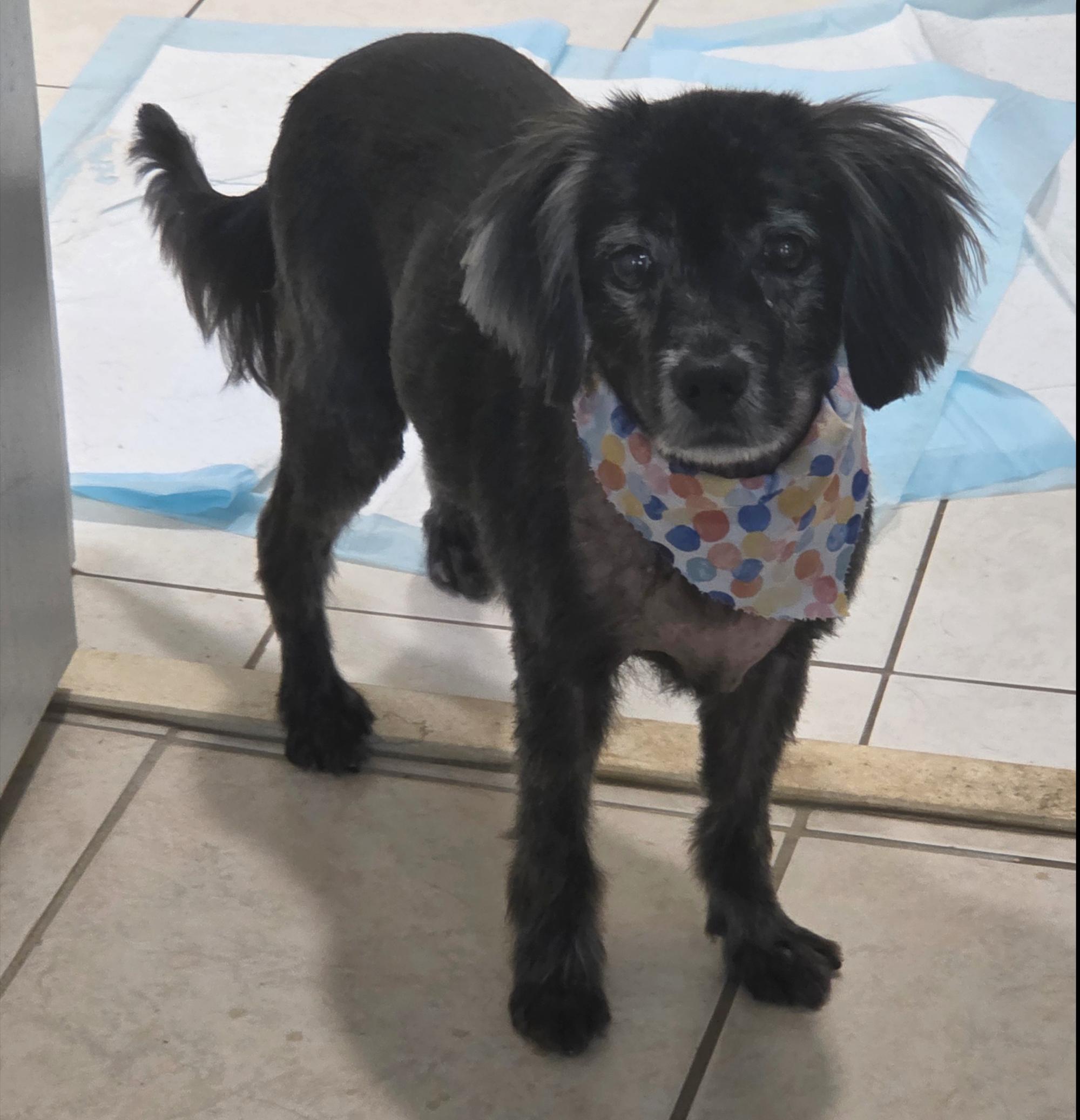 Major, a Adoptable Spaniel in Orange Park, FL image 4/5