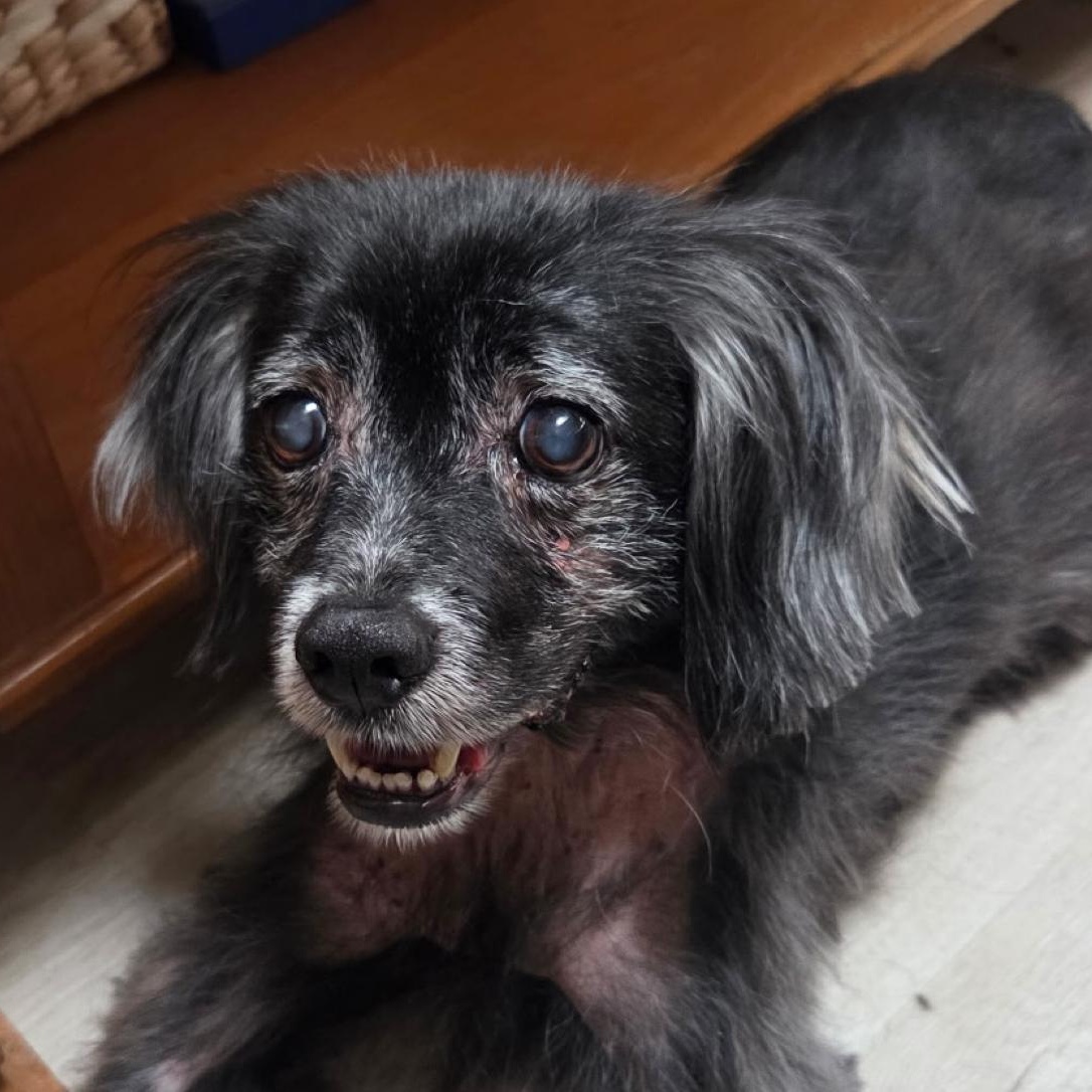 Major, a Adoptable Spaniel in Orange Park, FL image 2/5