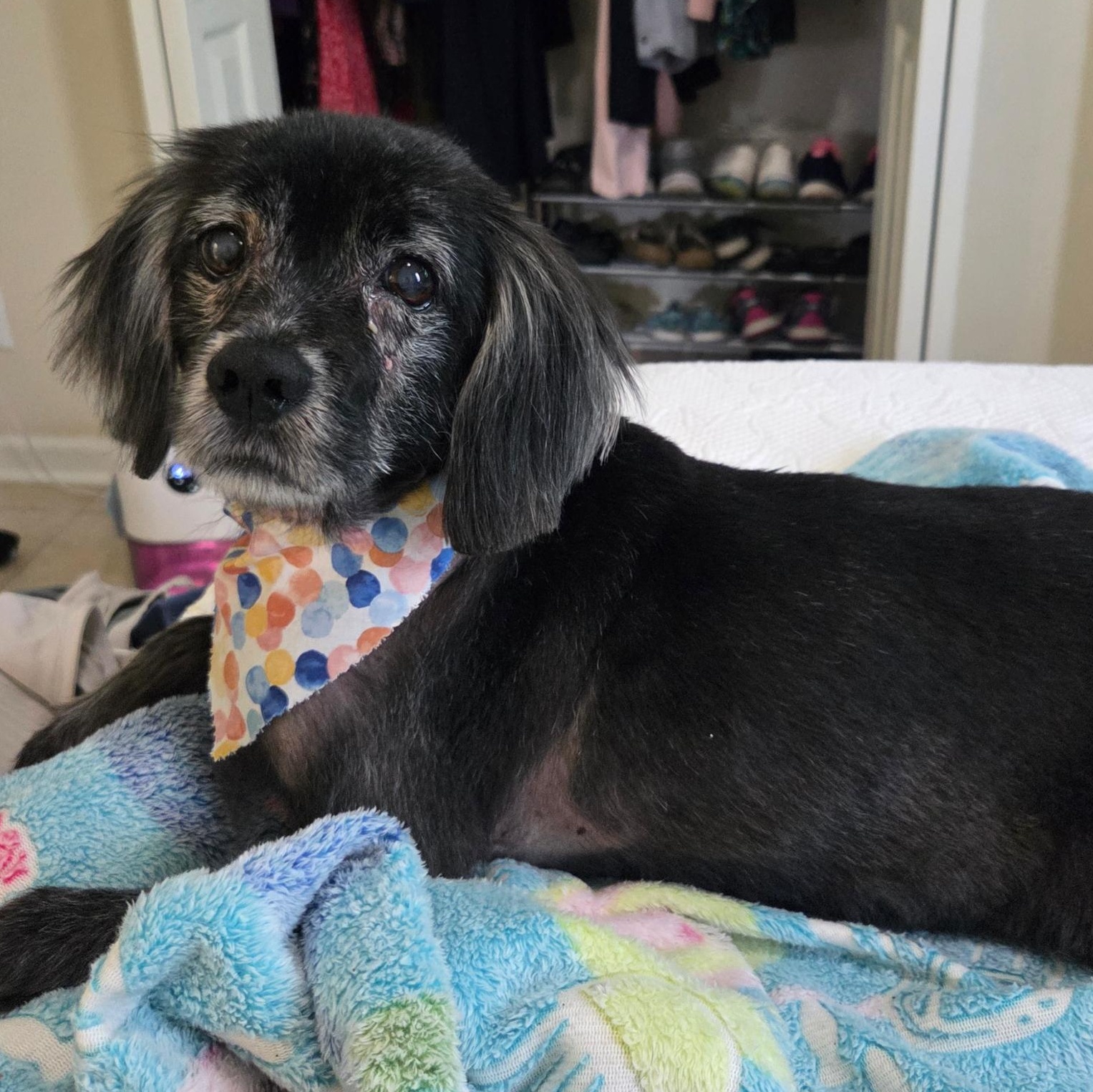 Major, a Adoptable Spaniel in Orange Park, FL image 3/5
