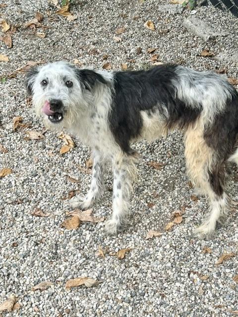 Dolly (Formerly "Jolly"), Adopted, Adult Female Wire Fox Terrier.