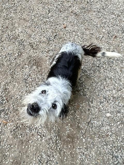 Enlarge Dolly (Formerly "Jolly"), a Adopted mixed breed in Muskegon, MI image 2/2