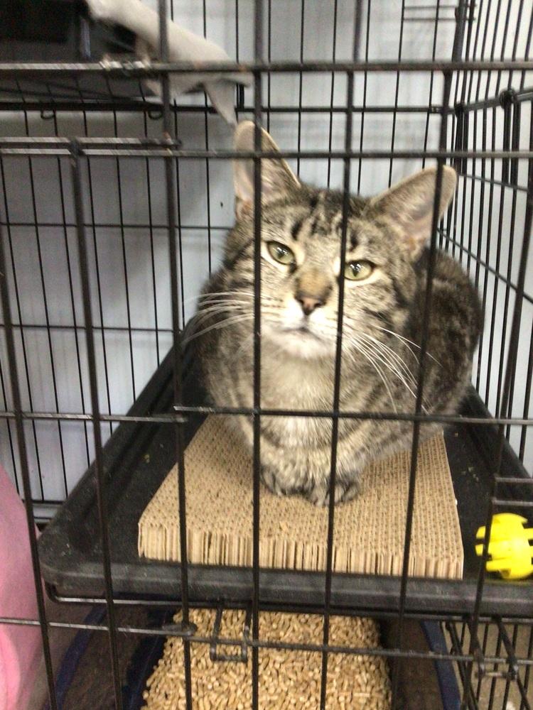 Enlarge Squeakers, a Adoptable Domestic Short Hair in Logansport , IN image 1/1