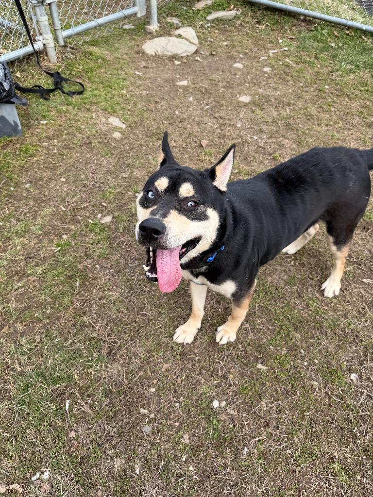 Rock Star, Adoptable, Young Male Mixed Breed.