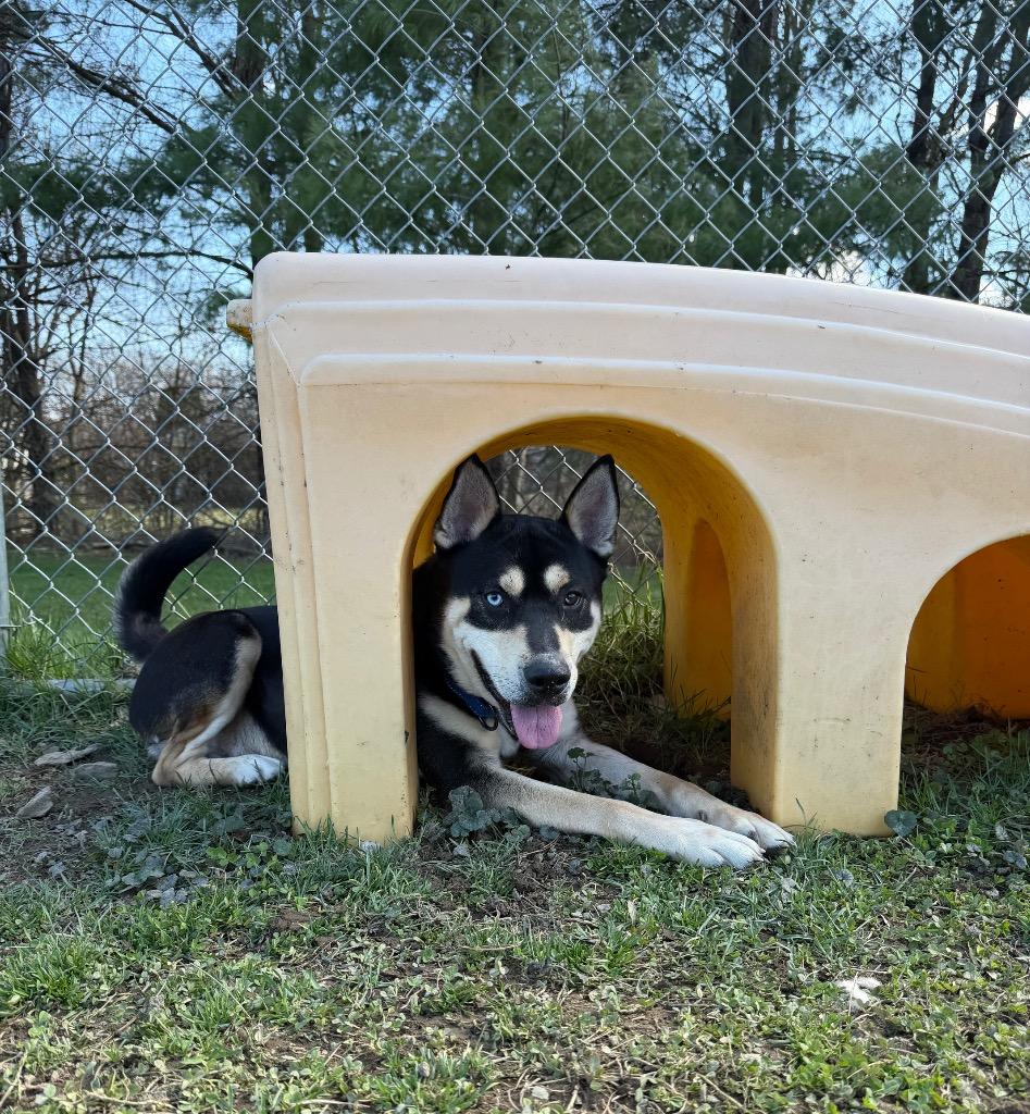 Enlarge Rock Star, a Adoptable mixed breed in Hyde Park, NY image 3/4