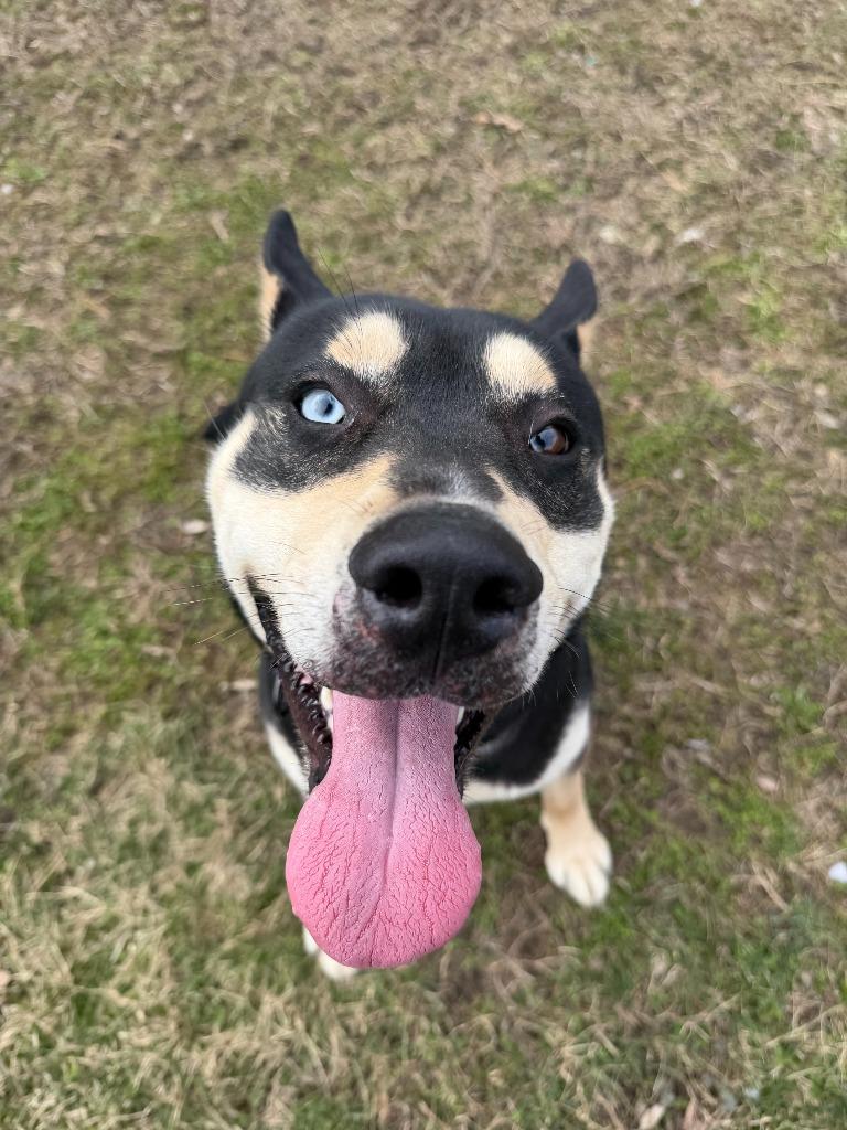 Enlarge Rock Star, a Adoptable mixed breed in Hyde Park, NY image 4/4
