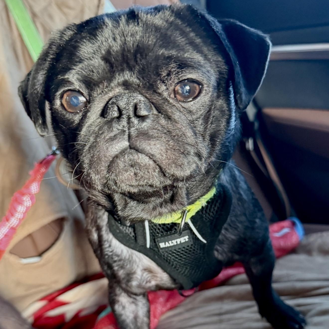 Cosmo, a ADOPTABLE Pug in Santa Monica, CA image 3/5