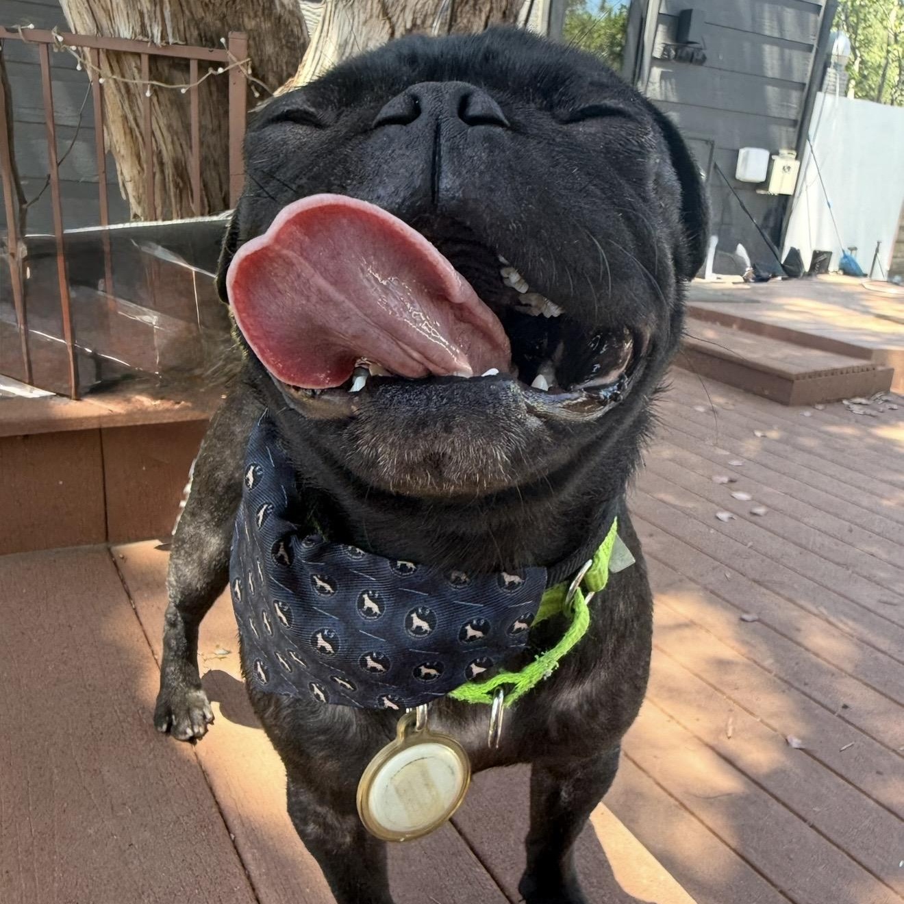 Cosmo, a ADOPTABLE Pug in Santa Monica, CA image 4/5