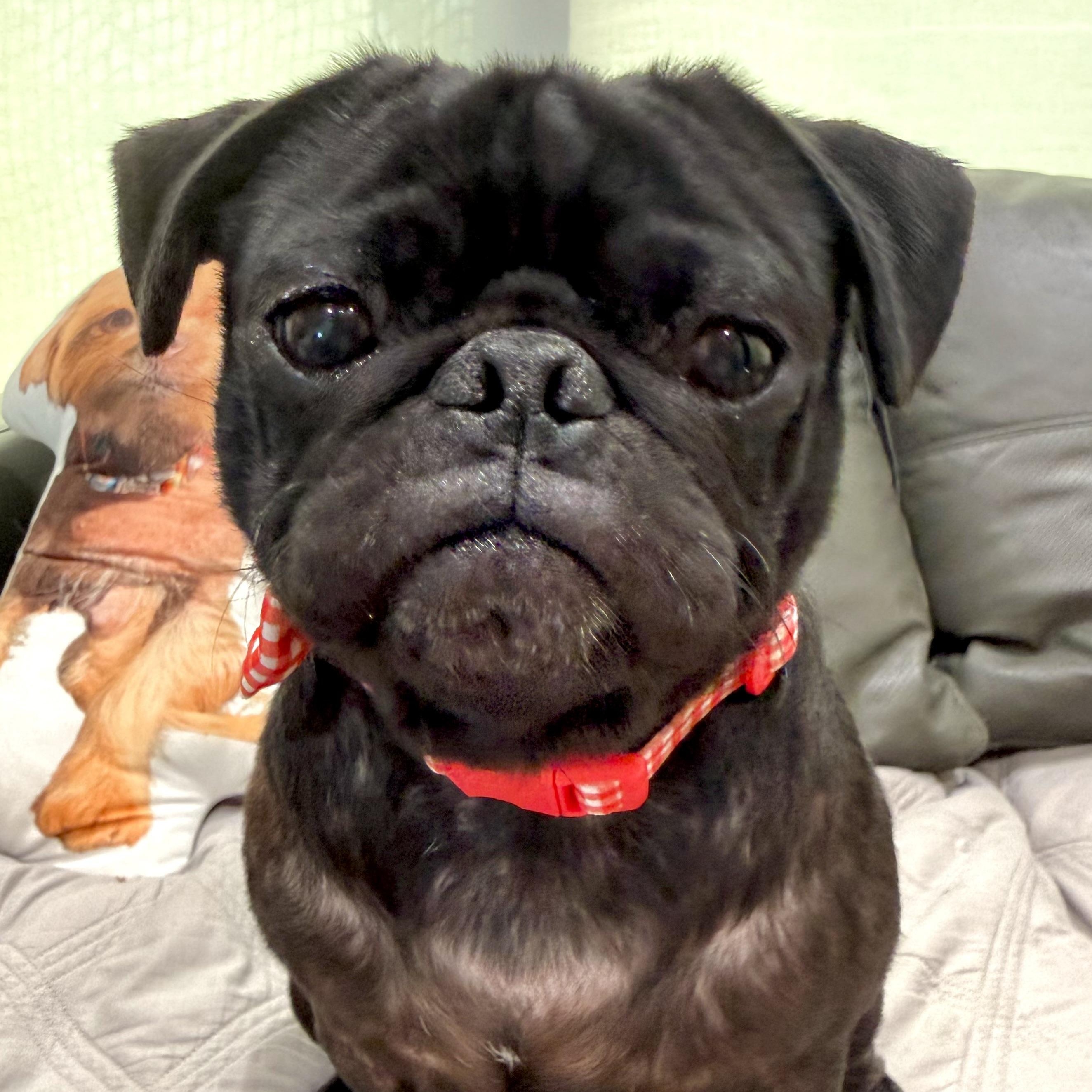 Cosmo, a ADOPTABLE Pug in Santa Monica, CA image 2/5
