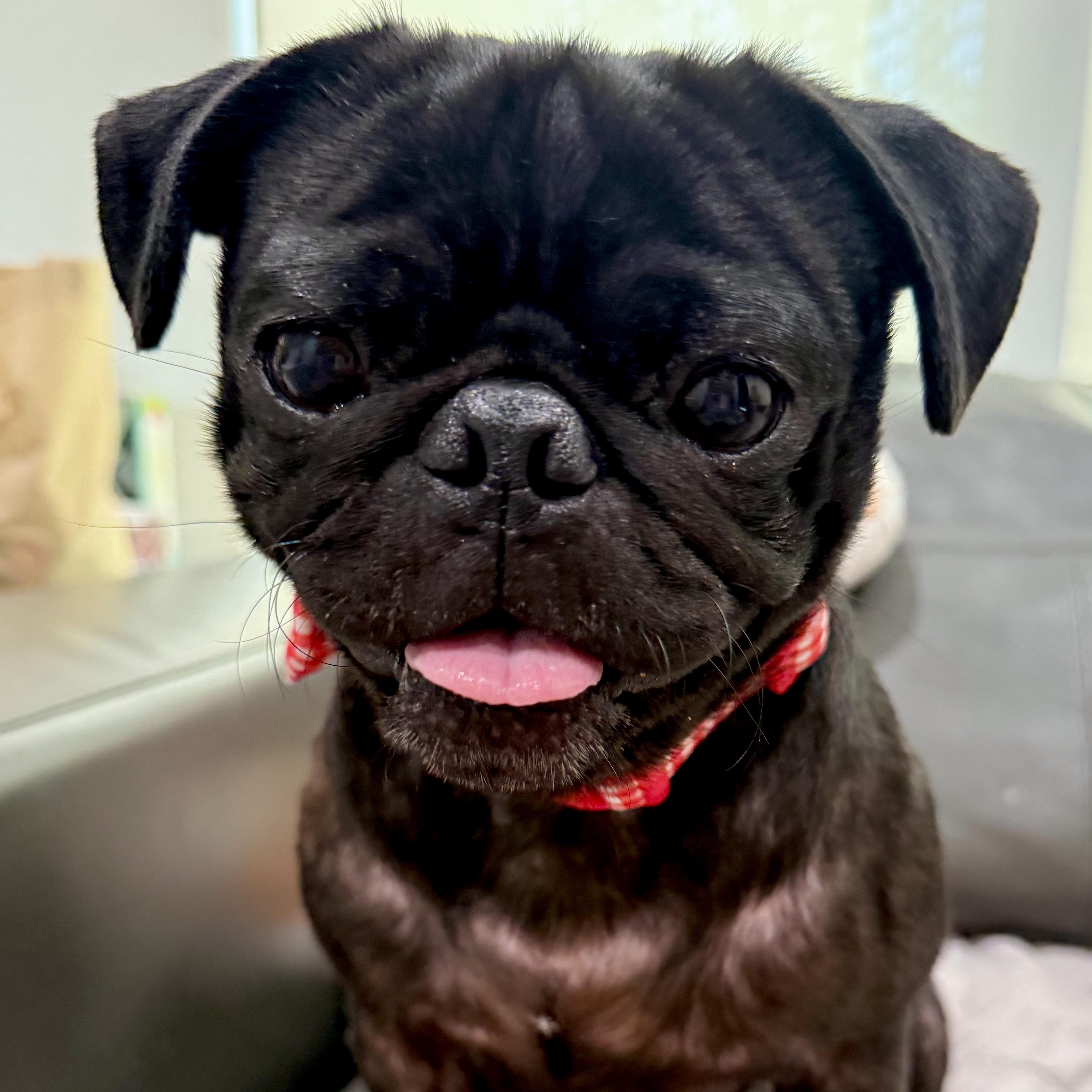 Cosmo, ADOPTABLE, Young Male Pug.