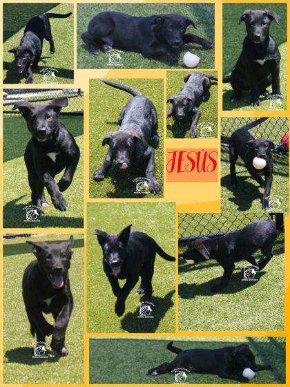 Enlarge Jes`us Alexender, a Adoptable mixed breed in Kenansville, NC image 1/1