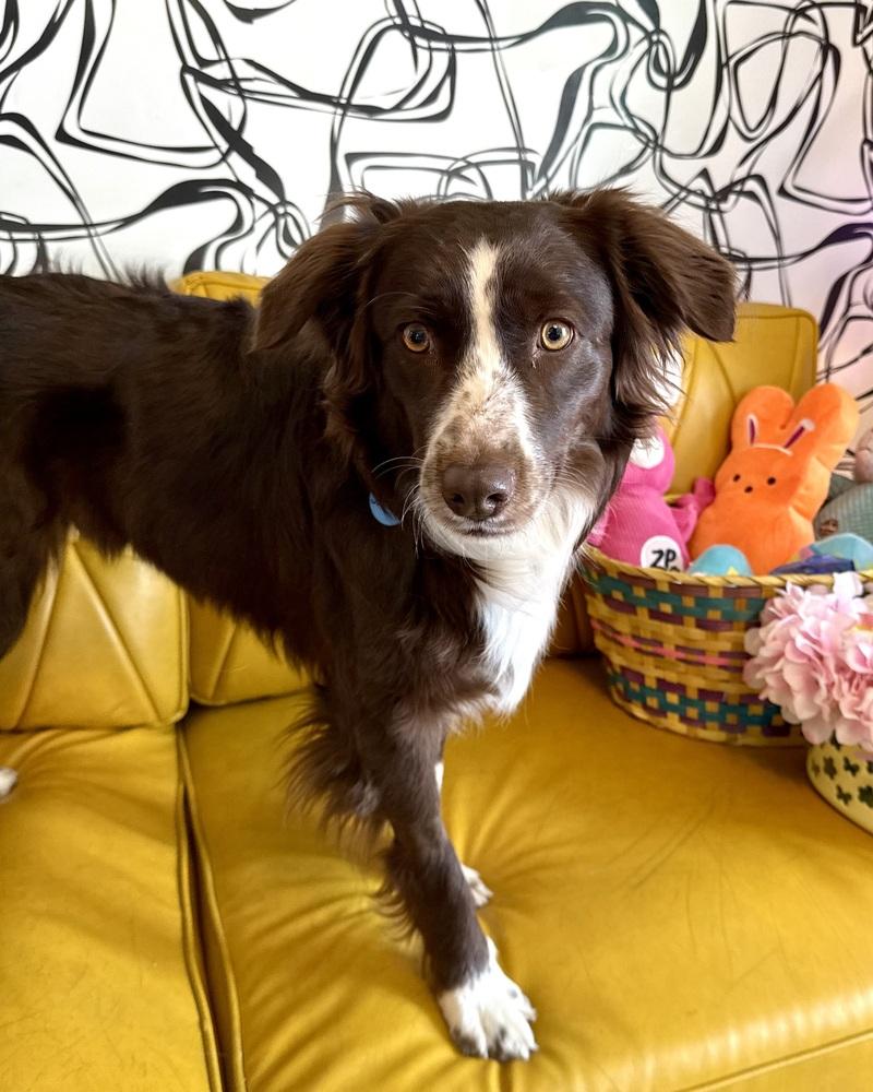 Destiny, Adoptable, Adult Female Australian Shepherd.