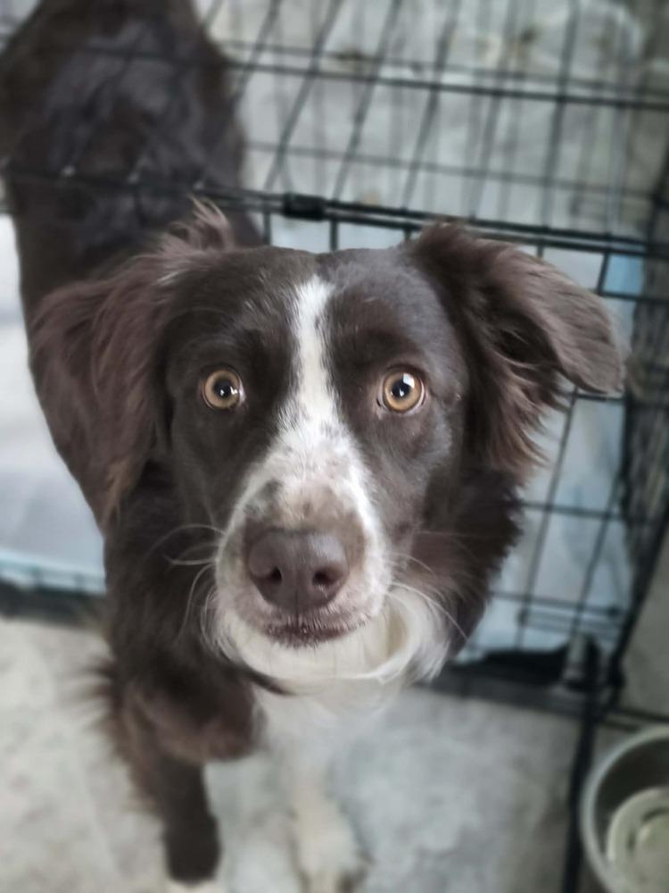 Enlarge Destiny, a Adoptable Australian Shepherd in Troy, IL image 2/5