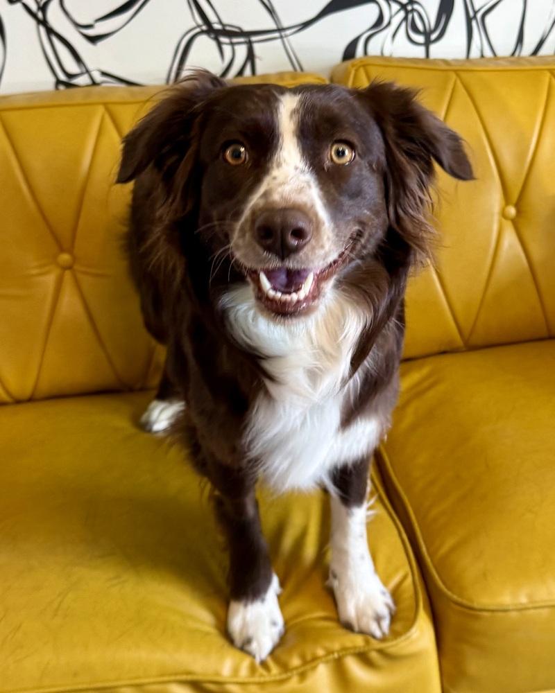 Enlarge Destiny, a Adoptable Australian Shepherd in Troy, IL image 3/5
