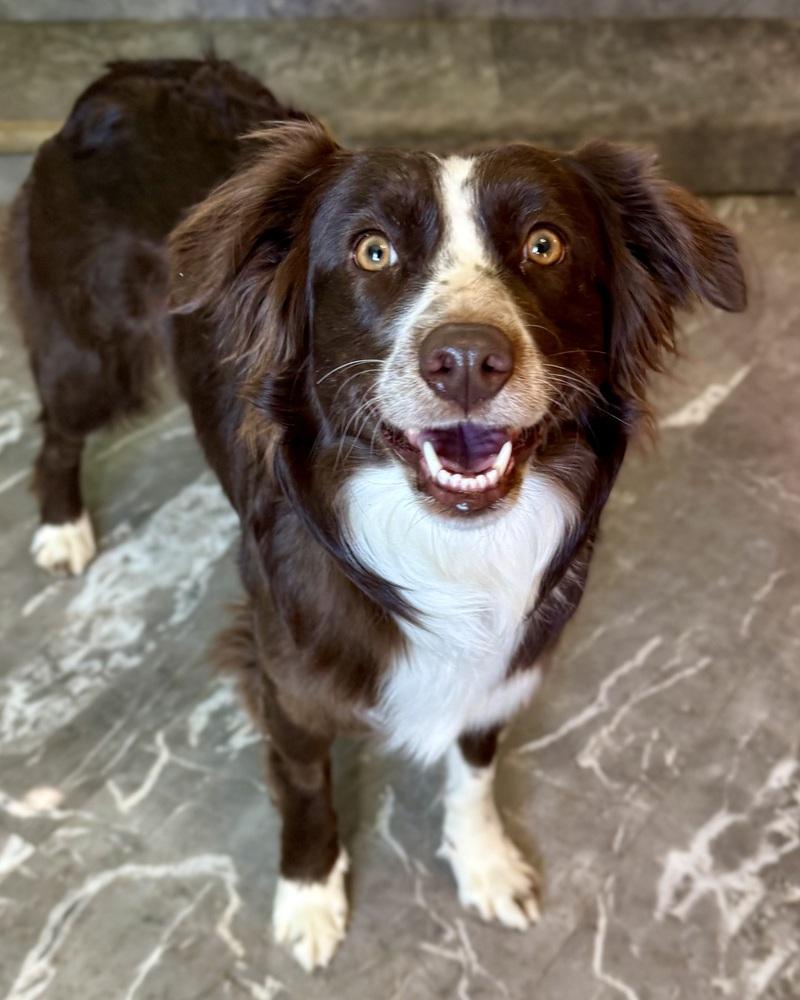 Enlarge Destiny, a Adoptable Australian Shepherd in Troy, IL image 4/5