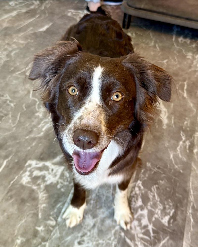 Enlarge Destiny, a Adoptable Australian Shepherd in Troy, IL image 5/5