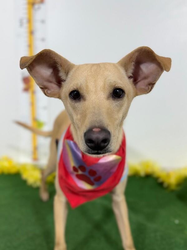 Enlarge Ludmila, a Adoptable mixed breed in Palmdale, CA image 1/1